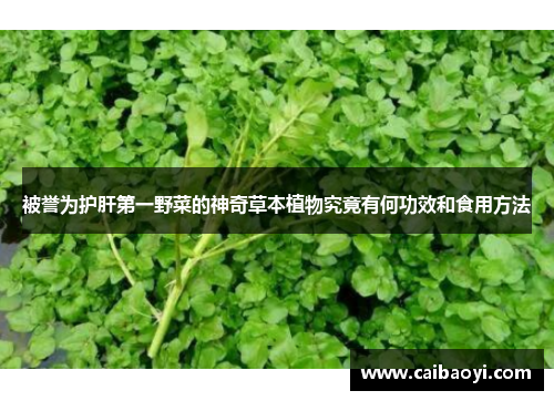 被誉为护肝第一野菜的神奇草本植物究竟有何功效和食用方法